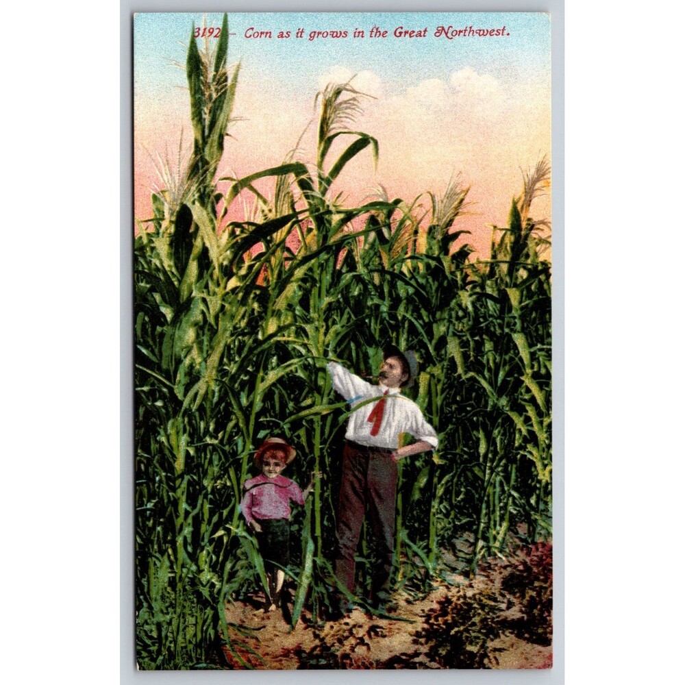 Vintage Postcard 3192 Corn As It Grows Great Northwest Edw H Mitchell Unused